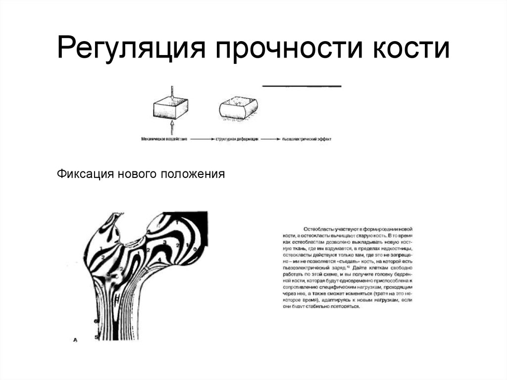 Прочность кости. Определение прочности кости. Механические свойства кости определяются. Характеристика текучести кости.