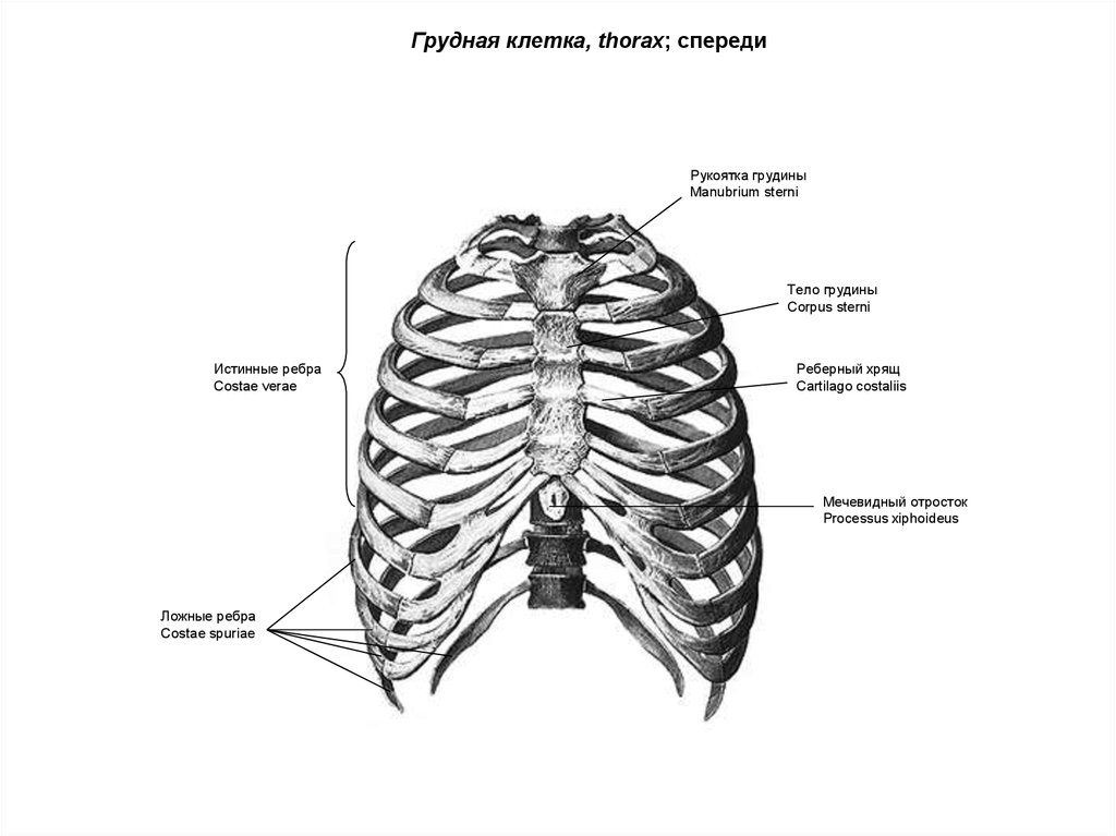 Рисунок грудной клетки с подписями