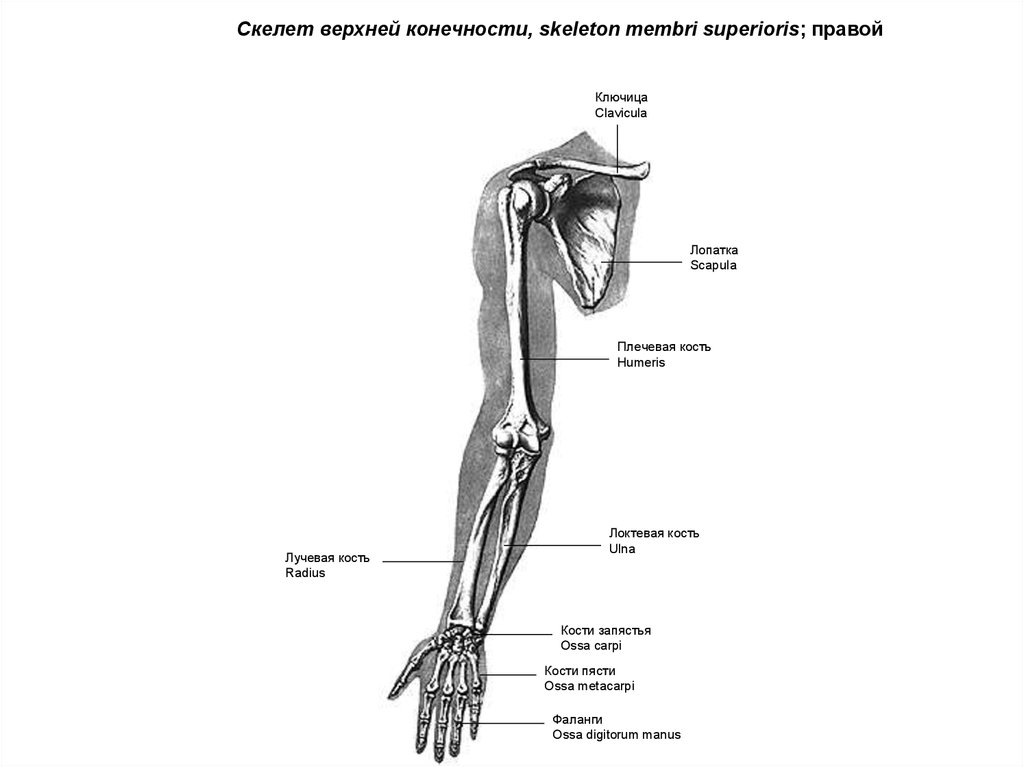 Кости скелета верхней конечности. Скелет свободной верхней конечности анатомия. Строение скелета свободной верхней конечности. Строение скелета верхней конечности (отделы и кости). Скелет свободной верхней конечности на латинском.