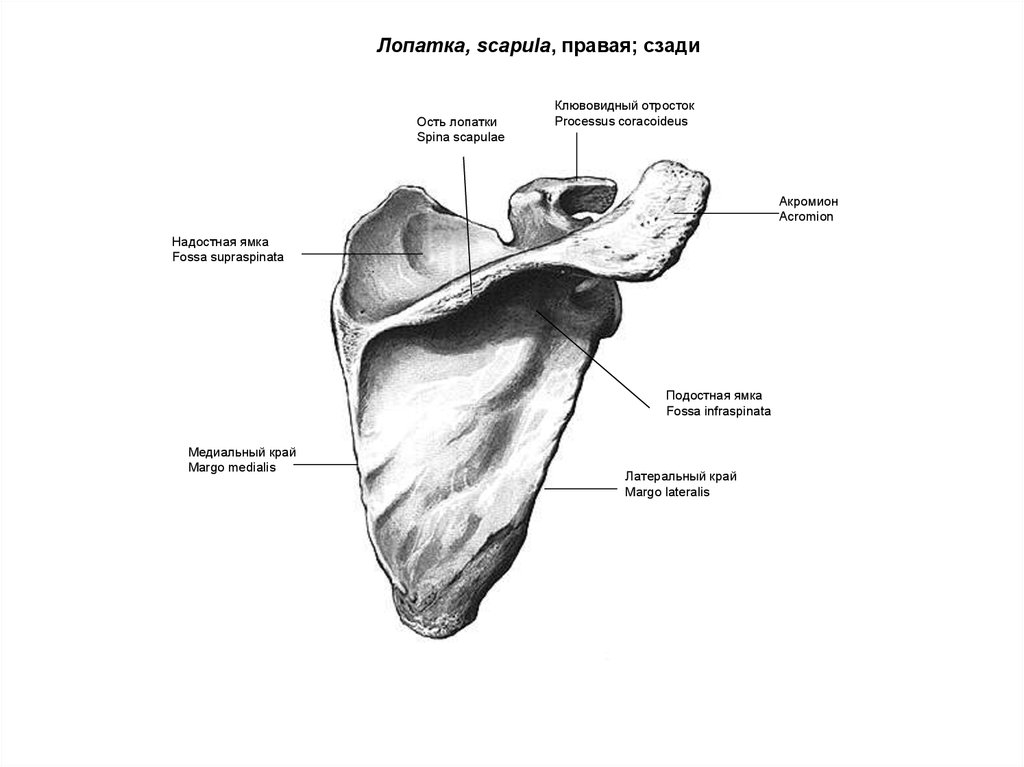 Лопатка человека анатомия