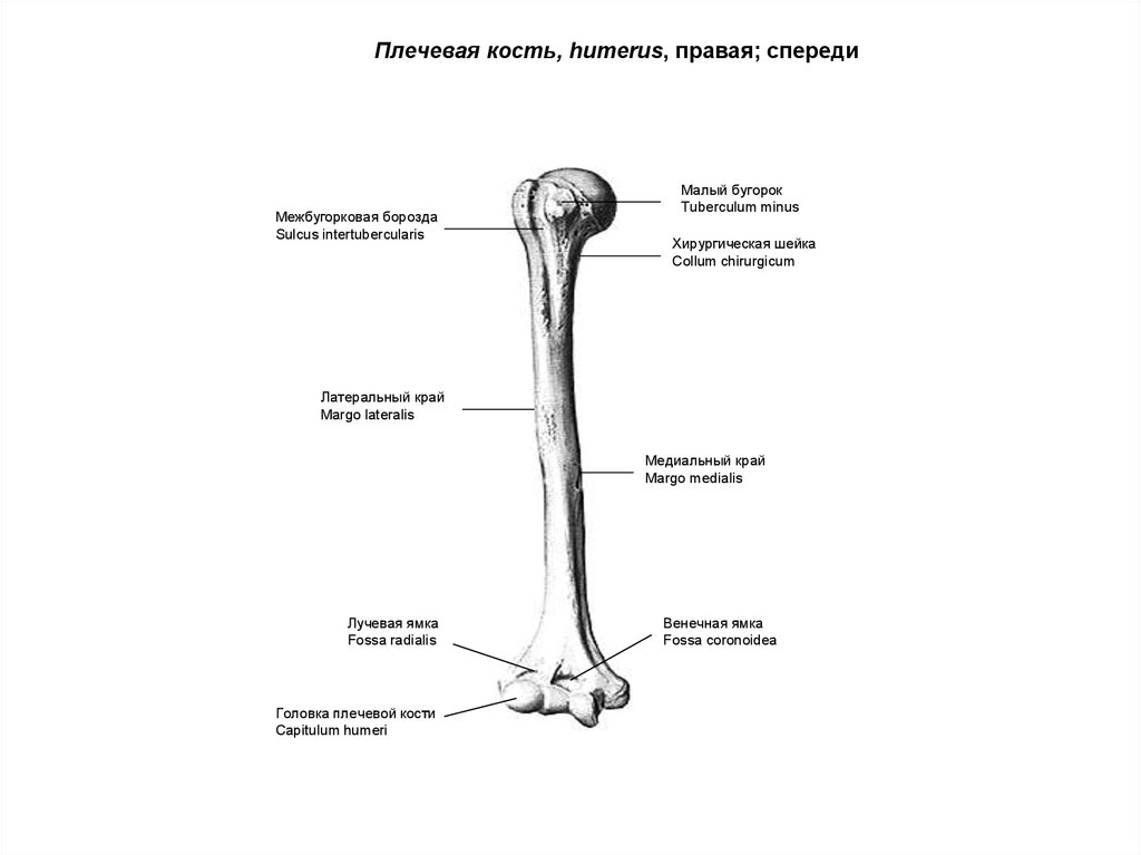 Плечевая кость анатомия. Плечевая кость схема анатомия. Плечевая кость Синельников. Плечевая кость анатомия Синельников. Строение плечевой кости Синельников.