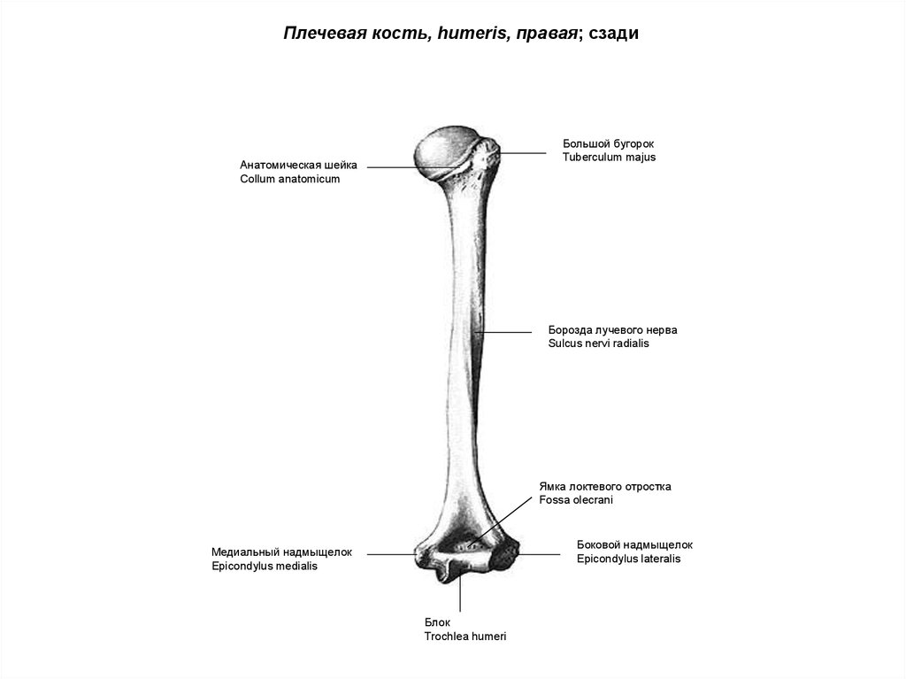 Рисунок плечевой кости. Плечевая кость строение анатомия. Плечевая кость схема анатомия. Над блоком плечевой кости спереди располагается. Плечевая кость анатомическая шейка.