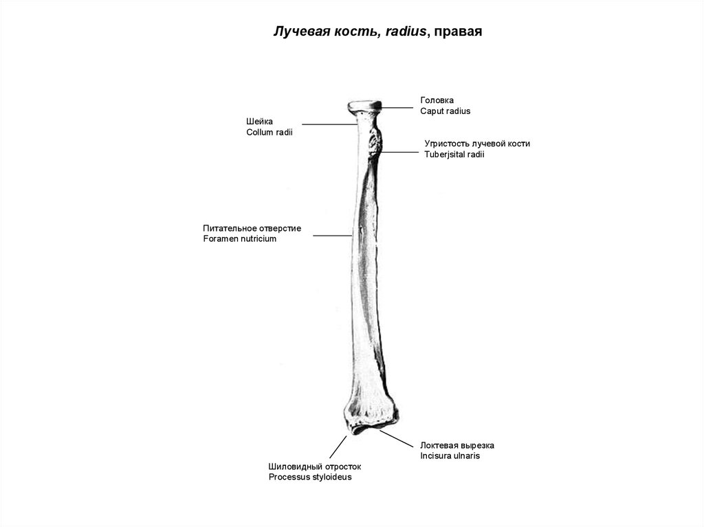 Локтевая анатомия. Локтевой отросток лучевой кости. Incisura ulnaris Radii. Лучевая кость (Radius). Локтевая вырезка лучевой кости.