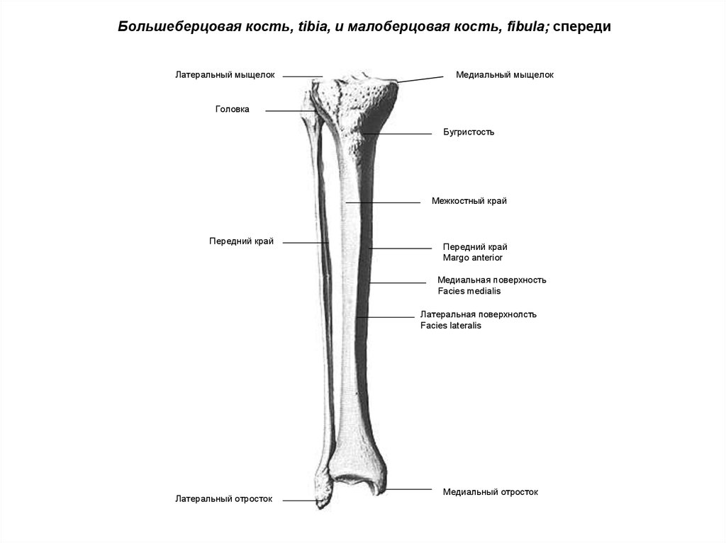 Мыщелки большой берцовой. Строение большеберцовой кости анатомия. Анатомия большеберцовой кости и малоберцовой кости. Большеберцовая и малоберцовая кость строение. Анатомия костей большеберцовой кости.