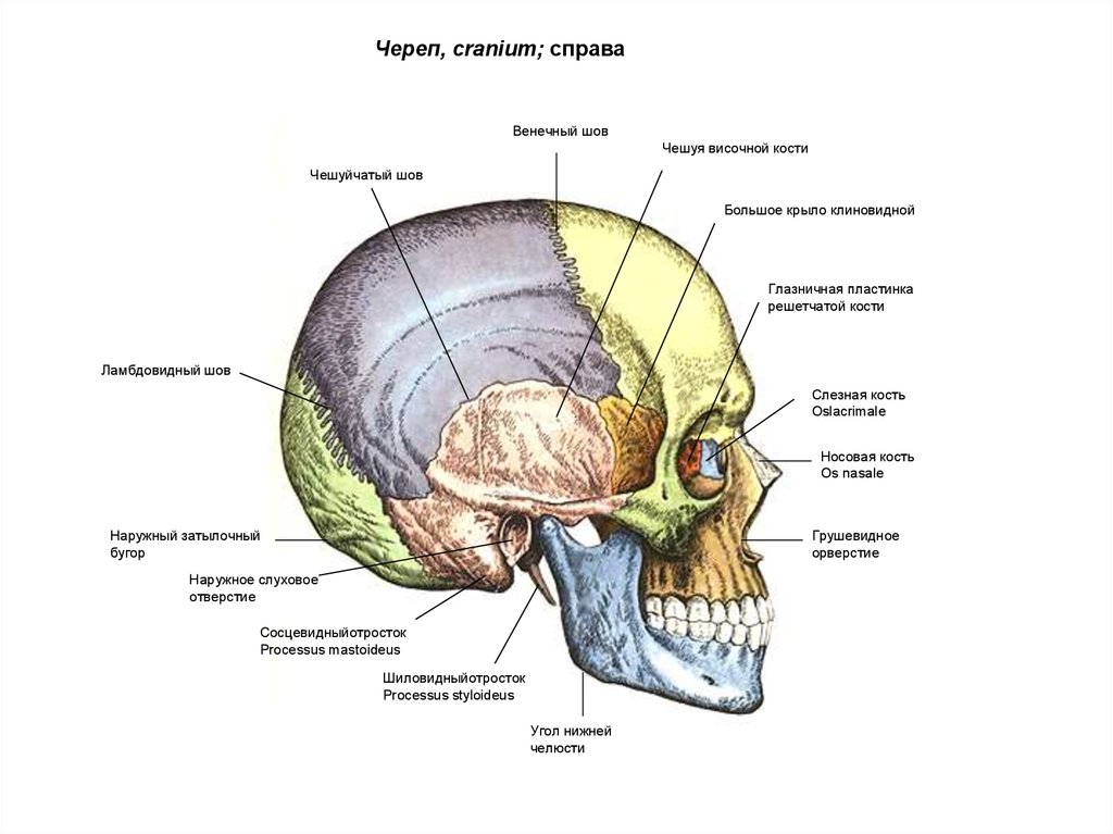 Шов между теменными костями. Череп вид сбоку справа. Венечный шов черепа и клиновидная кость. Височная кость черепа анатомия. Ламбдовидный шов затылочной кости.