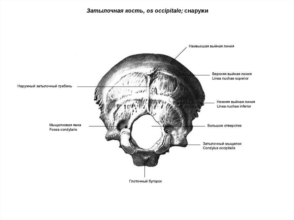 Мыщелок черепа. Кости черепа затылочная кость. Затылочная кость os occipitale. Затылочная кость черепа анатомия строение. Затылочная кость мыщелок.