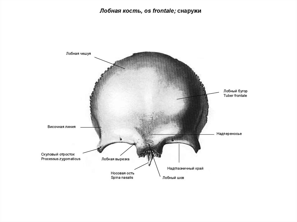 Лобные латынь. Анатомия лобной кости черепа. Лобная кость анатомия строение. Лобная кость черепа анатомия. Строение лобной кости анатомия.