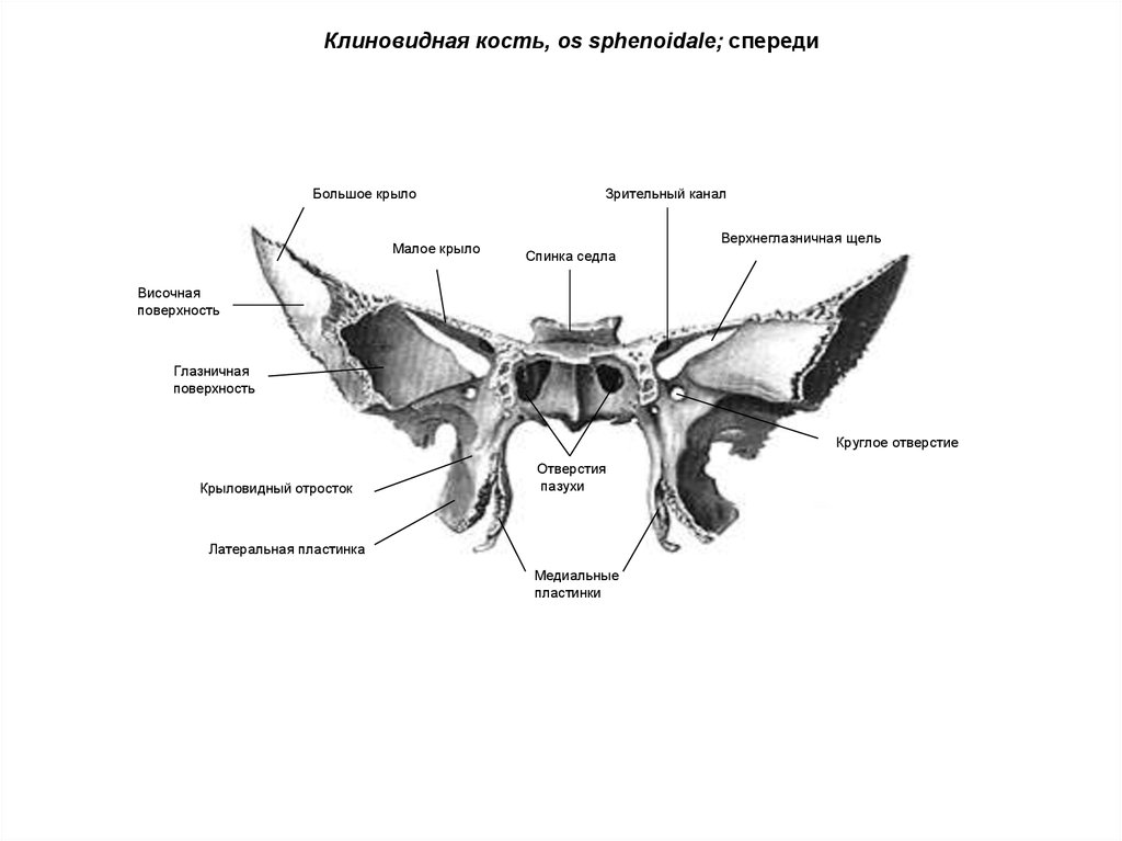 Зрительный канал клиновидной кости