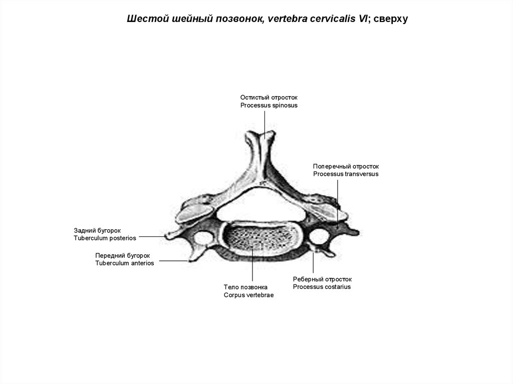 Особенности строения шейных позвонков. Шестой шейный позвонок анатомия. Поперечный отросток 6 шейного позвонка. Бугорок поперечного отростка шейного позвонка. 6 Шейный позвонок анатомия строение.