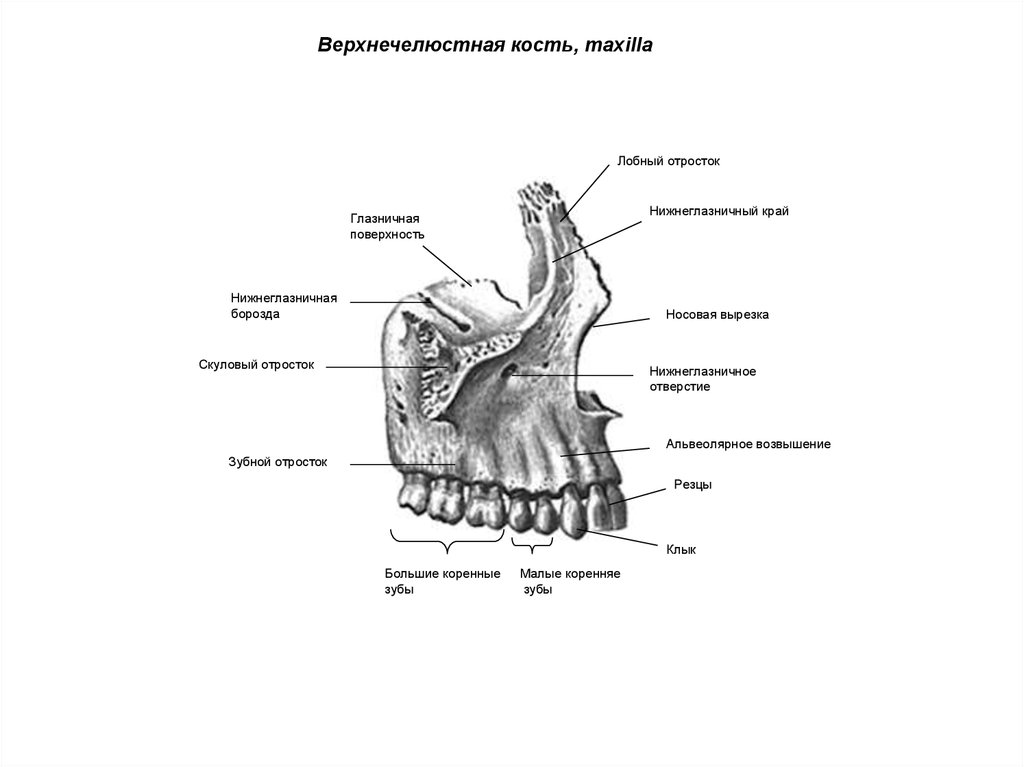 Клыковую ямку. Кости верхней челюсти анатомия. Верхняя челюсть анатомия строение. Строение кости верхней челюсти. Верхняя челюсть анатомия строение костей.