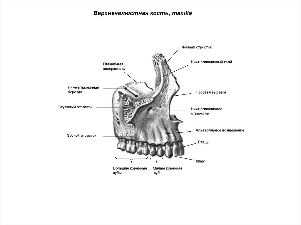 Отростки верхней челюсти. Анатомия верхнечелюстной кости. Строение верхнечелюстной кости. Небный отросток верхнечелюстной кости. Верхнечелюстная кость анатомия.