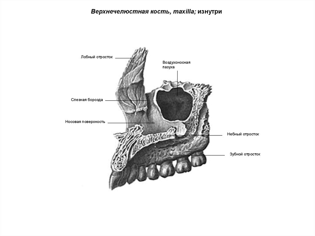 Рисунок верхняя челюсть