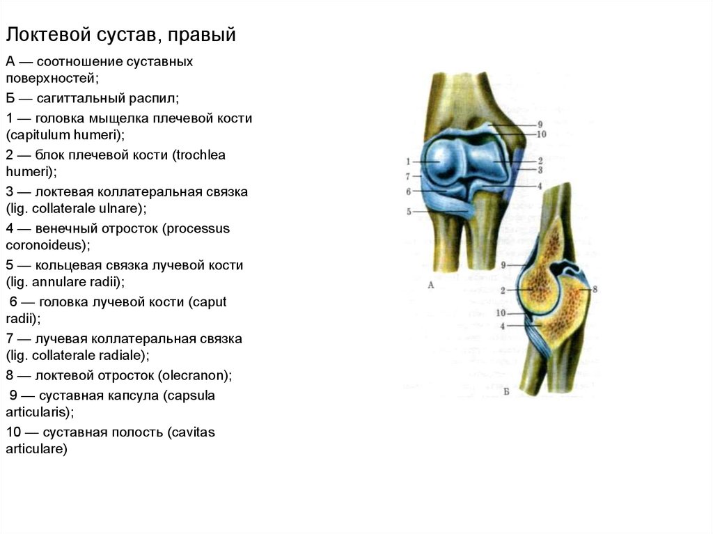 Локтевой сустав схема