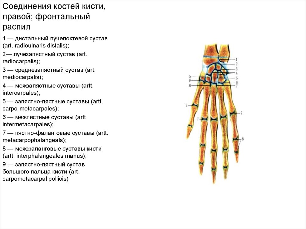 Соединения костей запястья. Соединения костей кисти суставы. Соединение костей предплечья лучезапястный сустав и суставы кисти. Связки лучезапястного сустава анатомия. Запястно-пястный сустав характеристика.