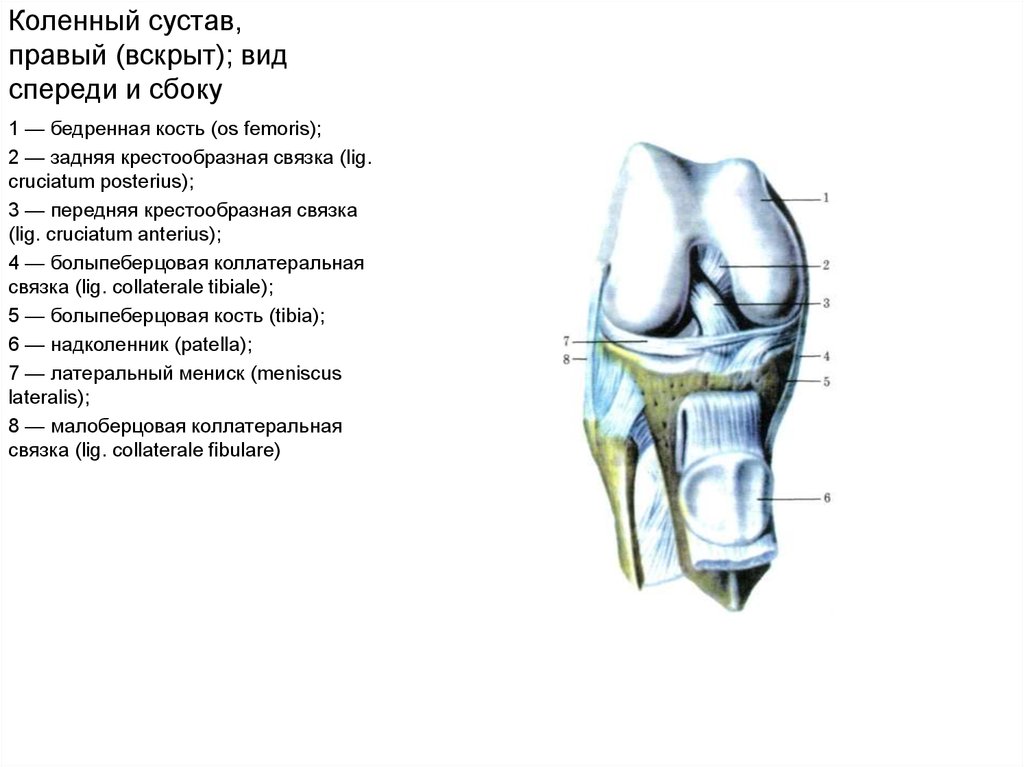 Латеральные отделы сустава