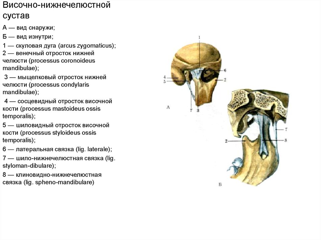 Соединение нижнечелюстной и височной кости. Костные элементы ВНЧС. Строение сустава ВНЧС. Соединение костей черепа височно нижнечелюстной сустав. Строение ВНЧС анатомия.