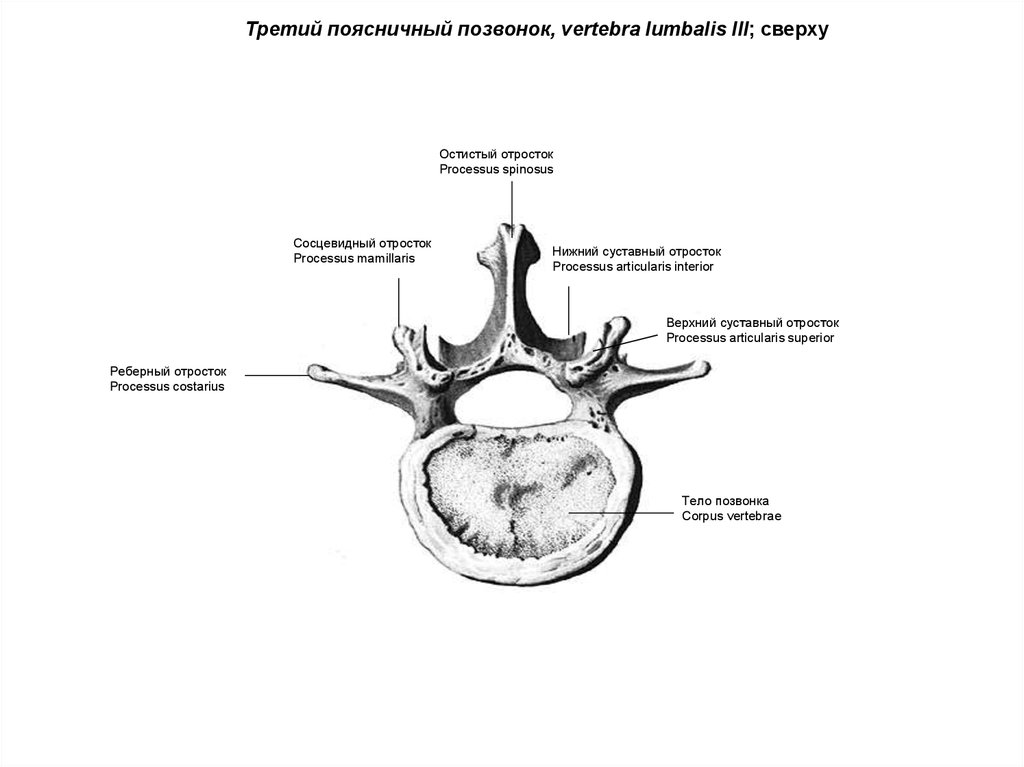Строение позвонка рисунок. Поясничный позвонок анатомия вид сбоку. Сосцевидный отросток поясничного позвонка. Поясничный позвонок анатомия на латыни. Поясничный позвонок анатомия медунивер.