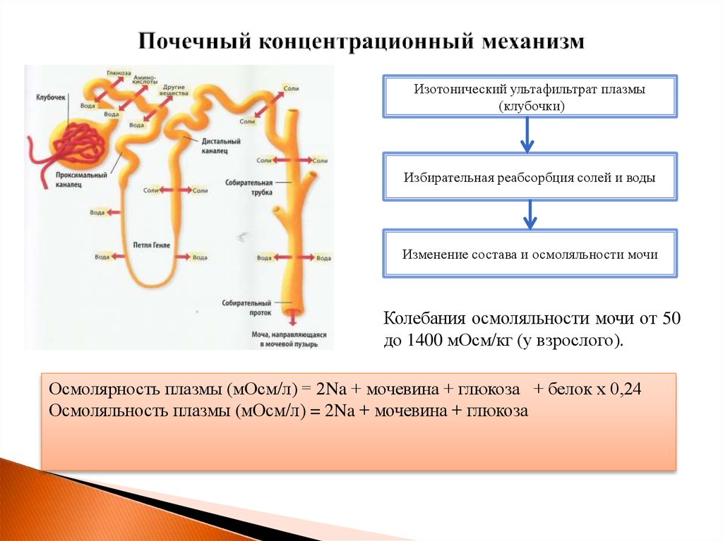 Водно солевой обмен регулируют гормоны