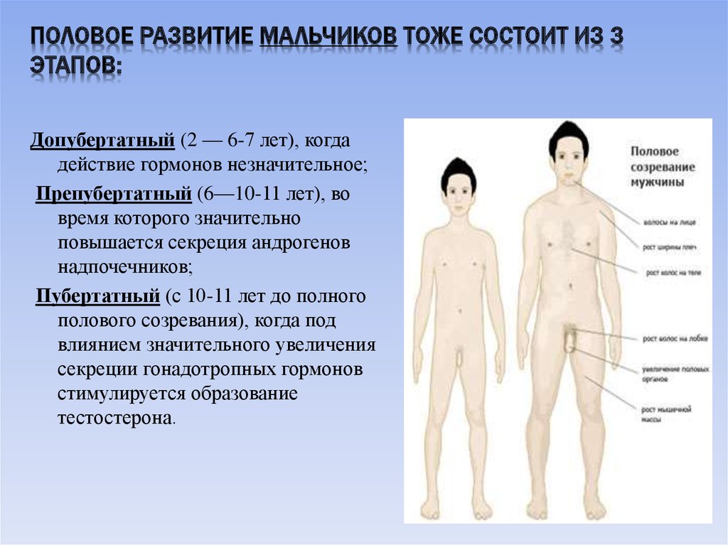 Половое созревание мальчиков презентация