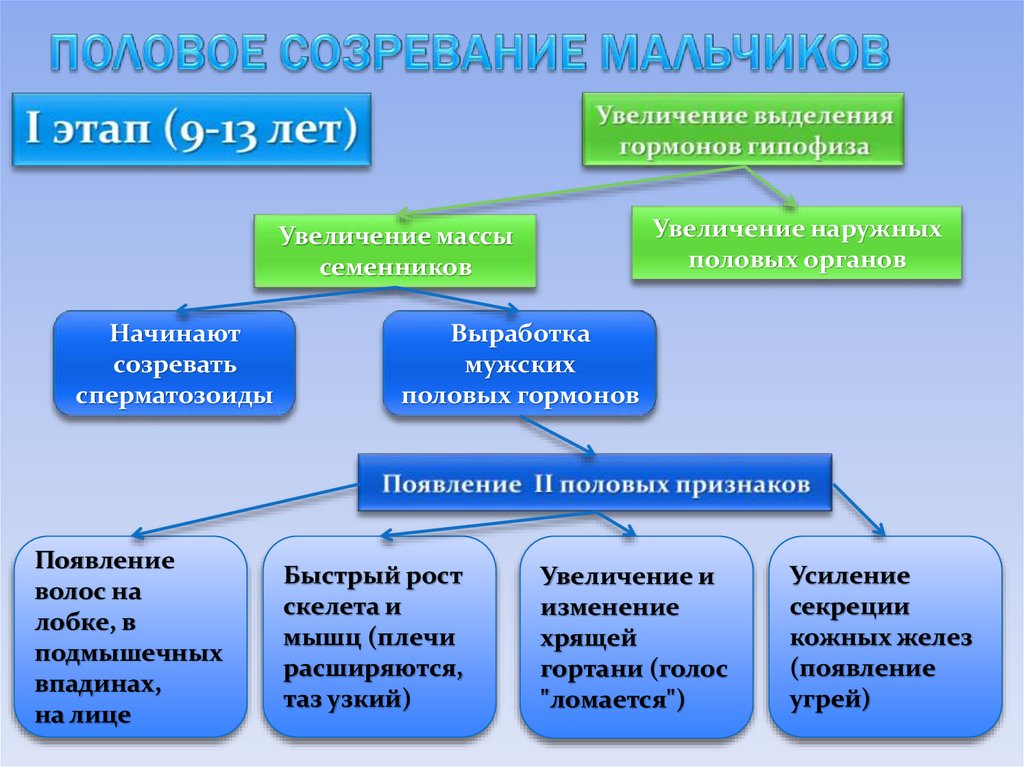 Половое развитие презентация