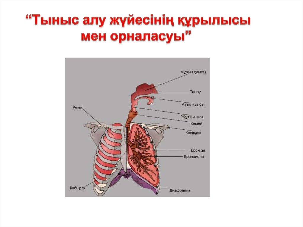 Тыныс алу жүйесі. Картинка тыныс алу мүшесі. Тыныс алу жүйесінің дамуы шаблон презентация.