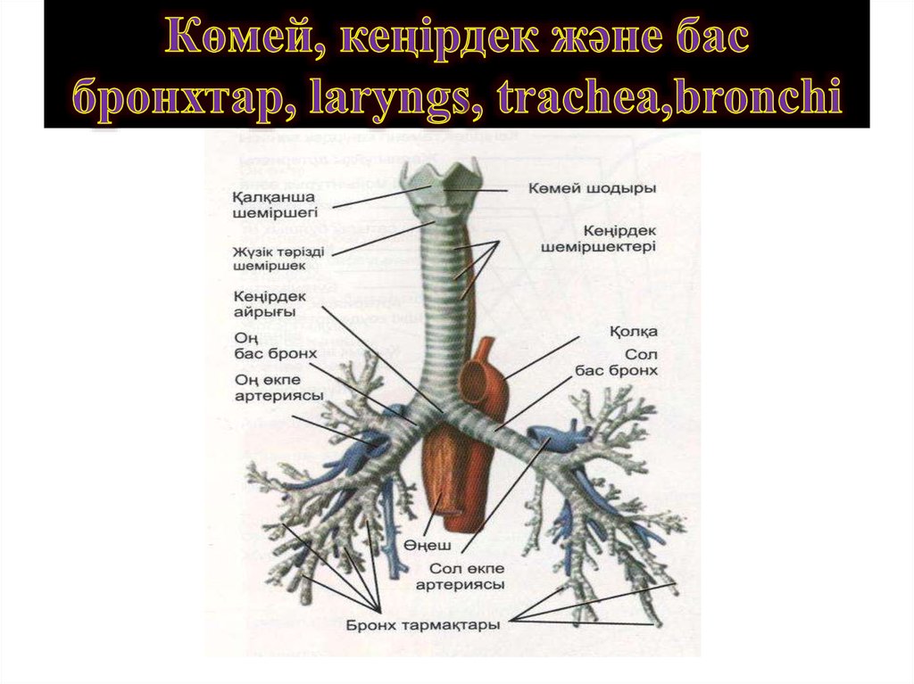 Трахея образована