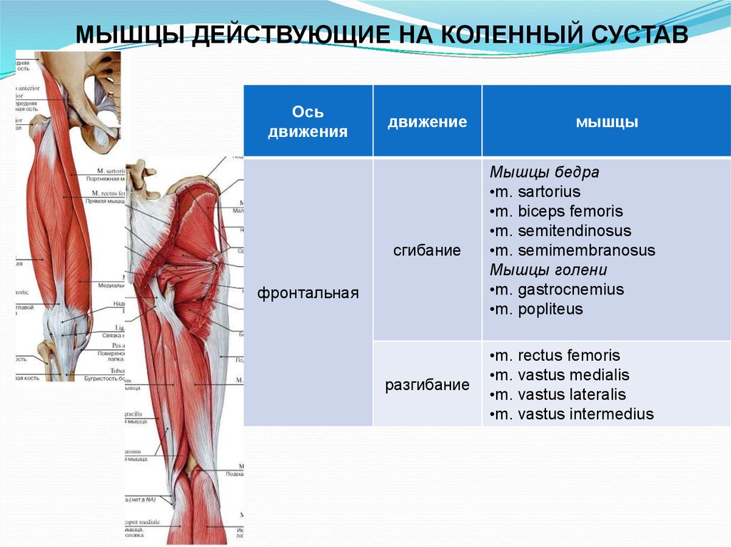 Суставы движения мышцы. Мышцы сгибатели коленного сустава. Мышцы разгибающие коленный сустав. Мышцы действующие на коленный сустав. Мышцы обеспечивающие движение в коленном суставе.