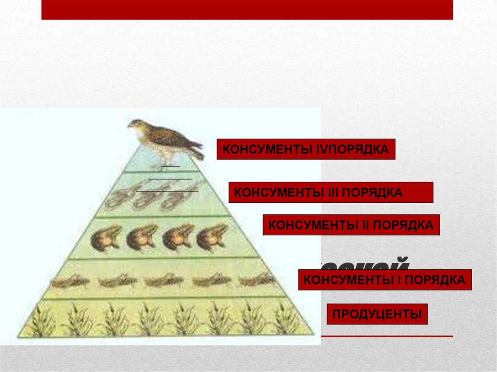 Консументы 1 2 3 порядка примеры. Консументы 1. Экологическая пирамида. Консументы пирамида. Правило экологической пирамиды.