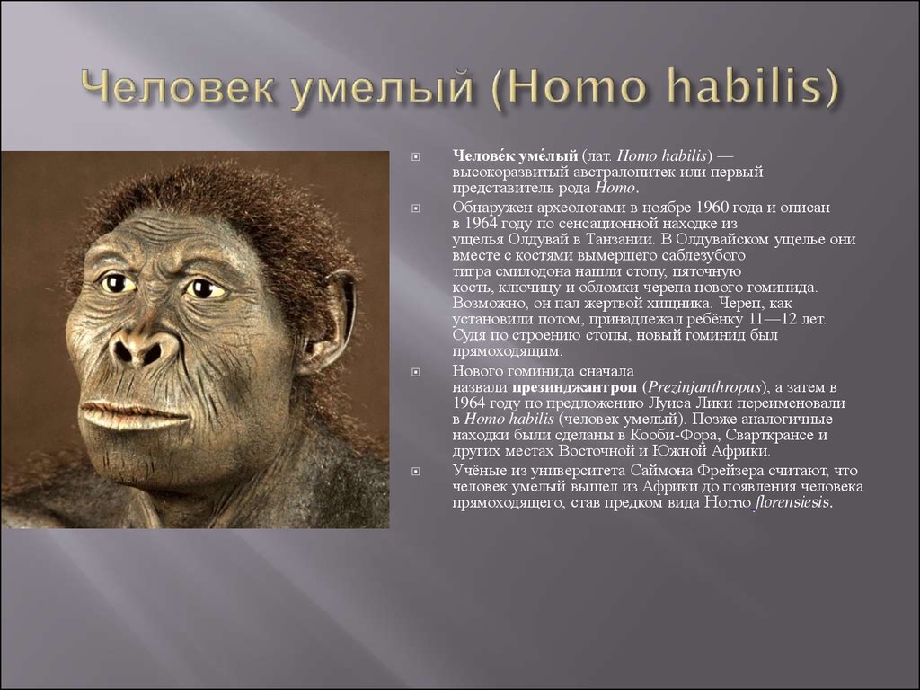 Представители рода homo. Хомо хабилис таблица. Человек хомо хабилис. Хомо хабилис появился. Человек умелый (лат. Homo habilis).