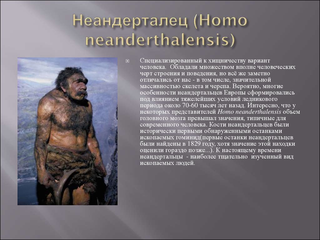 Особенности строения неандертальца. Неандерталец (homo Neanderthalensis). Неандерталец характеристика. Древний человек неандерталец характеристика. Неандерталец образ жизни таблица.