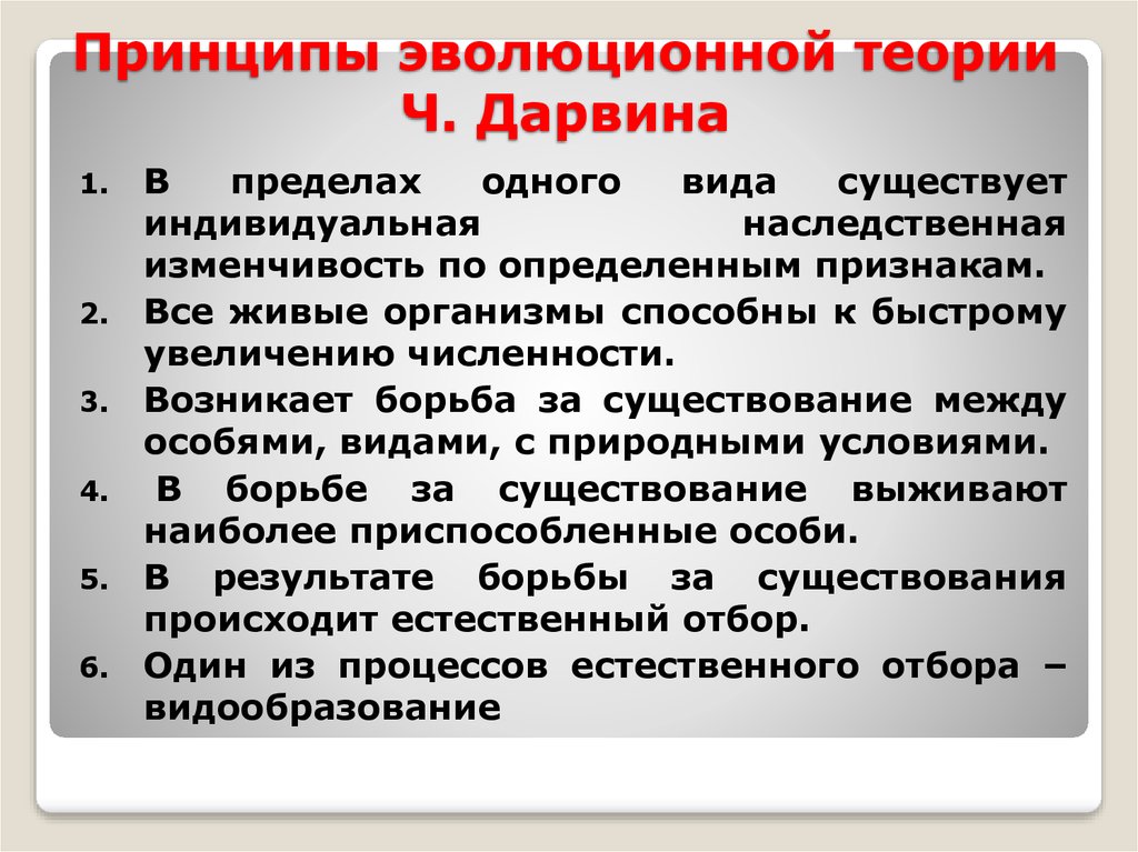 Сформулировать принцип. Принцип Дарвина. Принципы теории Дарвина. Принципы теории эволюции. Основные принципы эволюционной теории Дарвина.