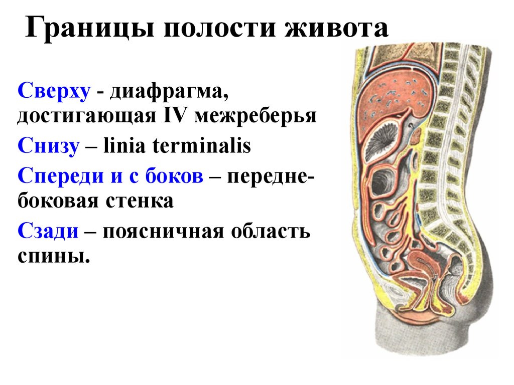 Полость живота. Границы брюшной полости. Стеникбрюшная полость. Стенки брюшной полости.