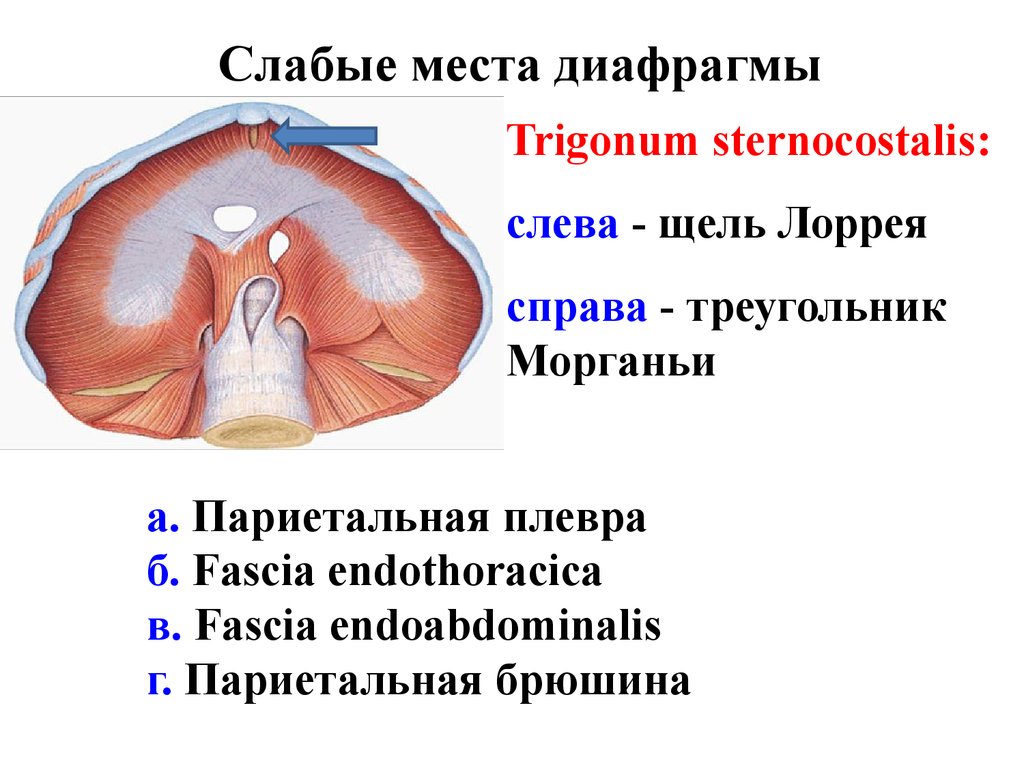 Слабые места. Слабые места диафрагмы треугольники. Топография диафрагмы слабые места. Грудино реберный треугольник диафрагмы.