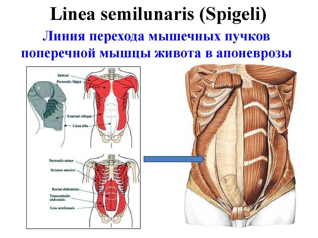 Поперечная мышца живота. Мышцы живота топография и функции. Linea semilunaris живота. Линии Дугласа (linea arcuata).. Мышцы живота топографическая анатомия.