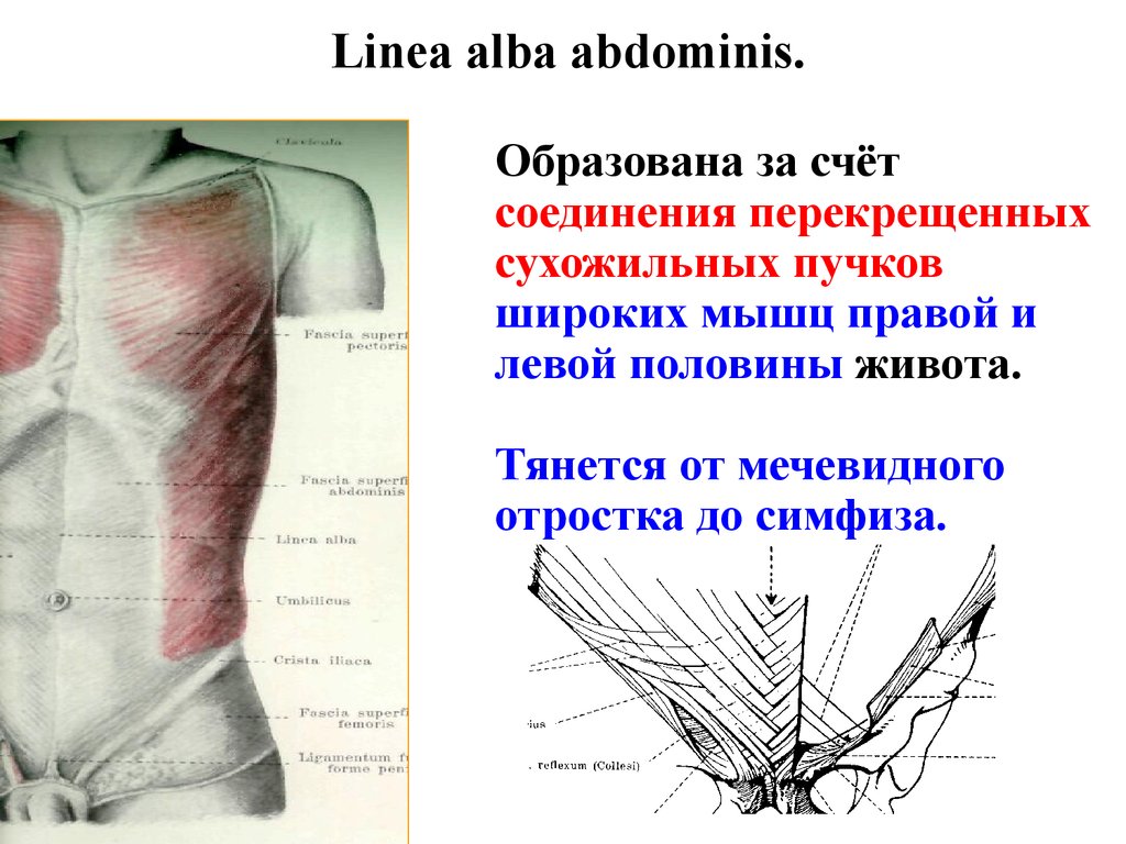 Левой и правой мышцы. Linea Alba abdominis. Топография мышц. Мышцы живота, мечевидный отросток. Linea Alba (белая линия живота).