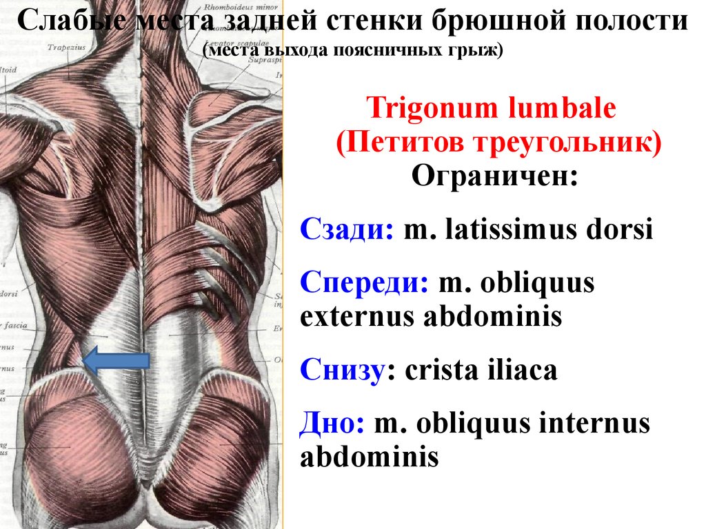 Слабое место. Пространство Лесгафта Грюнфельда. Треугольник Лесгафта Грюнфельда. Четырехугольник Лесгафта-Грюнфельда. Поясничный четырехугольник Грюнфельда-Лесгафта.