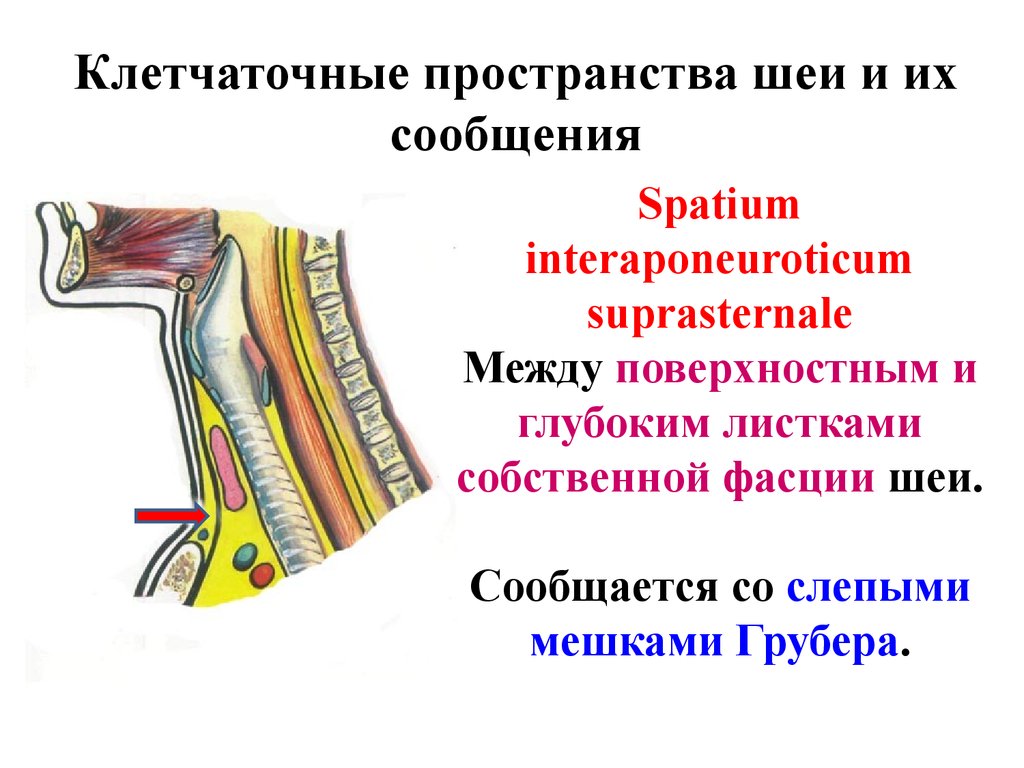 Клетчаточные пространства. Мешки Грубера топографическая анатомия. Предвисцеральное пространство шеи. Предпозвоночное клетчаточное пространство шеи. Клетчаточные пространства шеи.