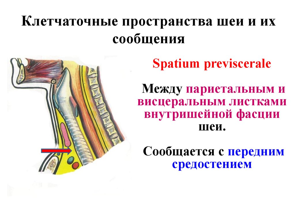 Клетчаточные пространства. Клетчаточное пространство шеи, сообщающееся с передним средостением. Предвисцеральное клетчаточное пространство шеи. Замкнутые и незамкнутые клетчаточные пространства шеи. Межклеточные пространства шеи.