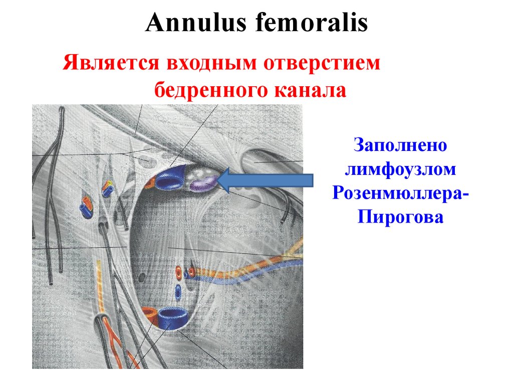 Бедренный канал рисунок