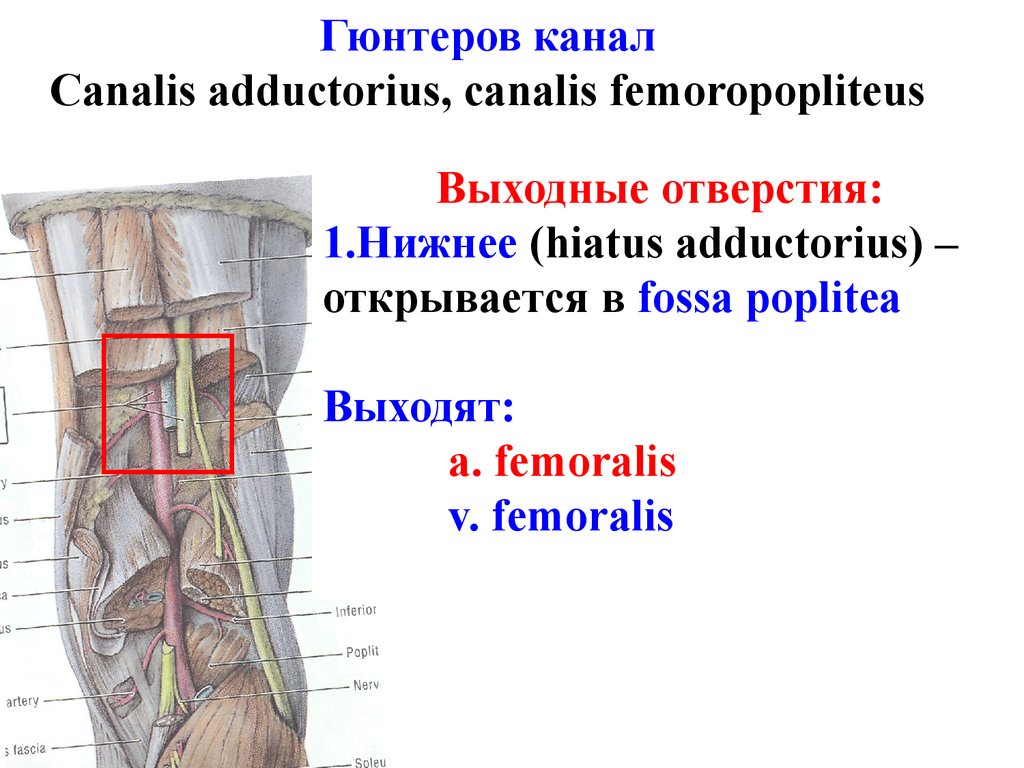 Груберов канал. Canalis adductorius анатомия. Топография приводящего канала бедра. Canalis femoralis. Canalis adductorius стенки.