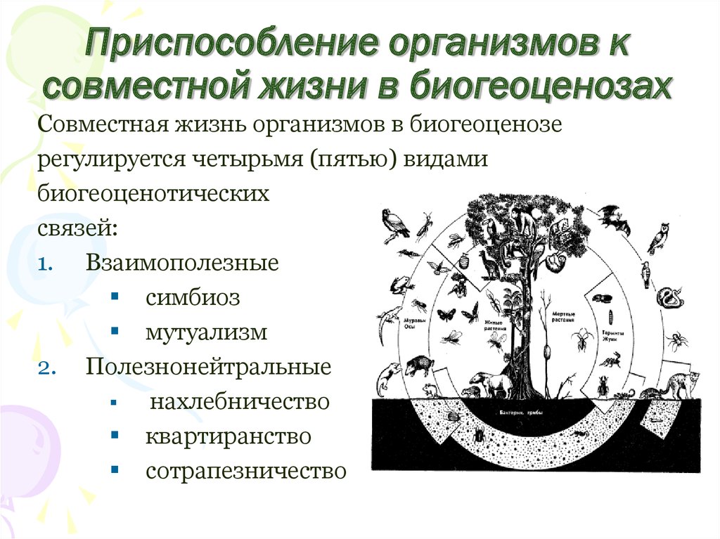 Совместная жизнь организмов в природном сообществе. Виды связей в биогеоценозе. Приспособление в биогеоценозе. Приспособленность видов в биогеоценозе. Взаимополезные виды связей в биогеоценозе.