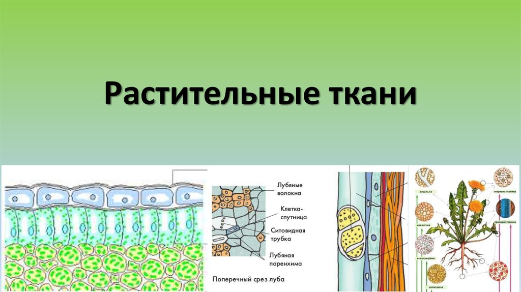 Типы тканей растений рисунки