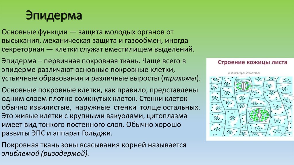 Функции кожицы