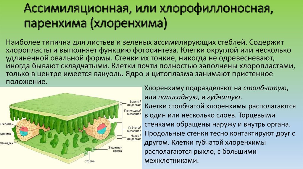 Какой тканью образован лист. Ассимиляционная паренхима (хлоренхима). Ассимиляционная ткань растений. Столбчатая хлоренхима ткань. Ассимиляционная ткань хлоренхима функция.