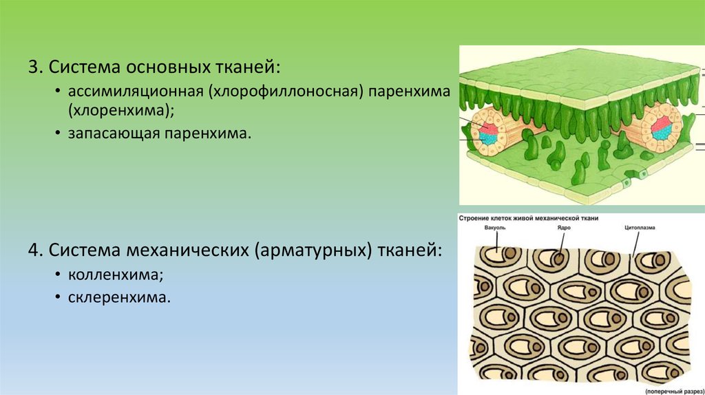 Основная ткань это. Хлоренхима и паренхима. Ассимиляционная паренхима (хлоренхима). Ассимиляционная ткань (хлоренхима). Столбчатая ассимиляционная паренхима.