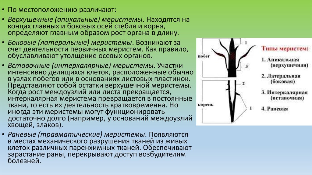 Листья долго сохраняют верхушечный рост. Интеркалярная меристема. Вставочные меристемы (интеркалярные). Раневые (травматические) меристемы. Апикальная меристема корня.