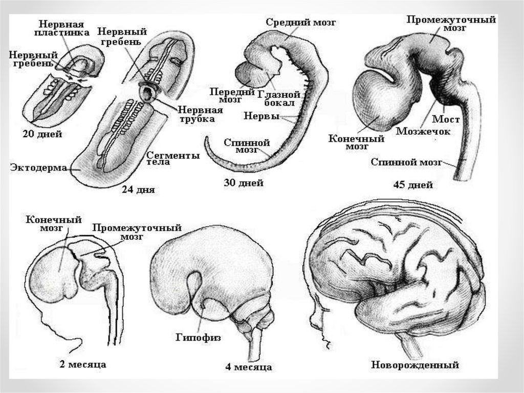 Внутриутробное недоразвитие головного мозга. Этапы развития головного мозга схема. Этапы развития головного мозга в эмбриогенезе человека. Развитие структур нервной системы в онтогенезе. Онтогенез нервной системы головного мозга.
