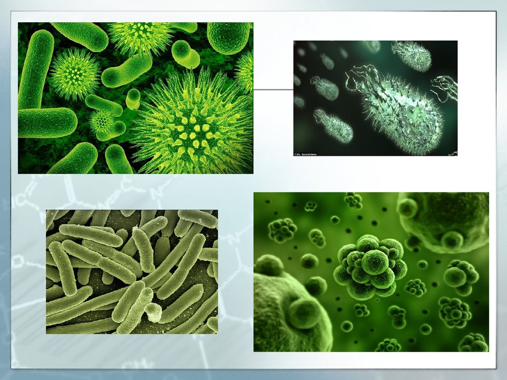 Организменные бактерии. Интересные факты о бактериях. Интересные бактерии. Микробы слайд. Факты о микробах.