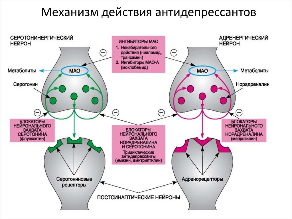 Ли механизм. Механизм действия антидепрессантов схема. Механизм действия амитриптилина. Механизм действия антидепрессантов ингибиторов Мао. Основные механизмы действия антидепрессантов.