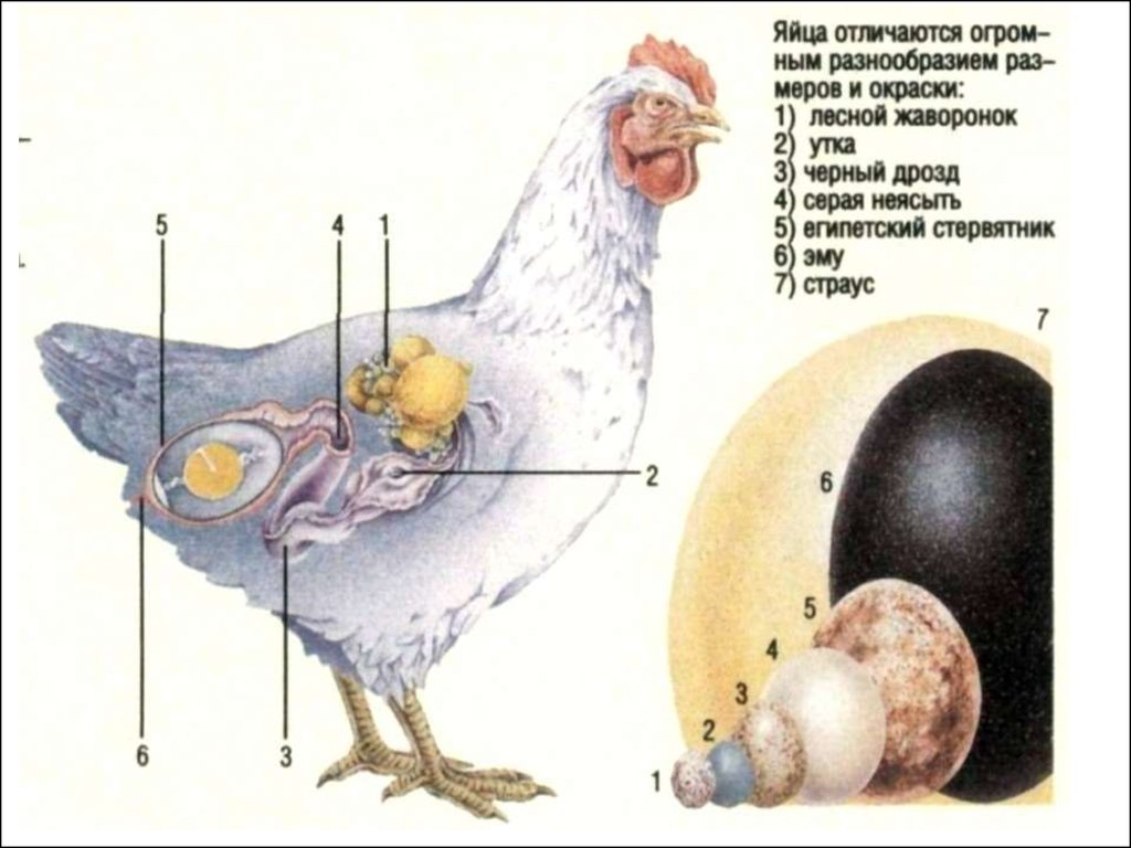 Откуда у куры яйца. Строение курицы несушки. Строение тела курицы несушки. Строение яйца курицы.